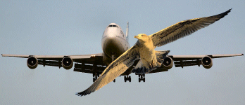 Immagine di un'aquila davanti ad un aereo